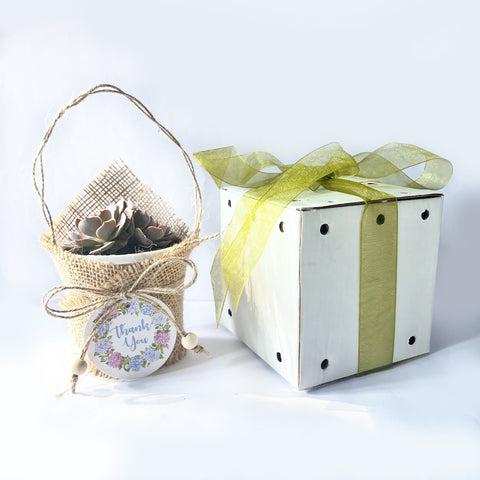 ReStory Gift box - Succulent set of 10
